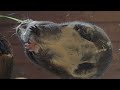 下からモルモット～見上げてごらんモルの腹を～【足立区生物園プレミア公開】