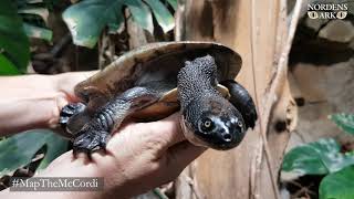 Save the Roti Island snake-necked turtle - #MapTheMcCordi