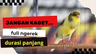 Nyanyian burung kenari | pancingan kenari mogok bunyi , buat burungmu emosi#kenari