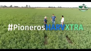 Cooperativa Lehmann recomienda la Alfalfa HarvXtra de WL