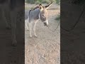 one donkey is tied to the tree of the goddess the other is standing beside her.