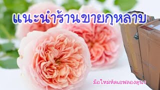 แนะนำร้านขายกุหลาบ | มือใหม่ควรรู้ก่อนfต้นไม้ออนไลน์ | EP.262 | คนบ้ากุหลาบ