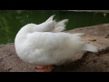 white duck sarthana nature park zoo surat