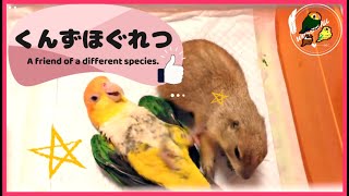 プレーリドッグとシロハラインコ　くんずほぐれつ【シロハラインコ/プレーリードッグ/caique parrot/prairie dog】