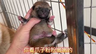 第一次当妈妈的柴犬，两只小宝宝被她喂的圆乎乎的，特别乖巧