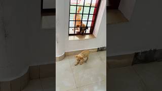 എന്താടാ ഇവിടെ ഒരു ബളഹം😀#dog