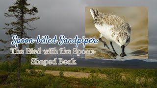 Spoon billed Sandpiper: The Bird with the Spoon Shaped Beak