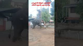 ആന പുറത്ത് നിന്ന് പാപ്പാൻ മുണ്ട് ചുററുന്നു #viral #shorts Channel Subscribe