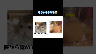 そりゃそうやろ🤣#shorts#short#funny#cute#pets#hamsters#ハムスター #music #drawing #gaming