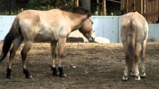 Too Cool!Przewalski's Wild Horse.モウコノウマ。