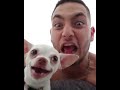 hilarious chihuahua snaps at owner every time he comes close 1051880