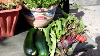 The Railway Garden City Allotment Project