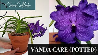 Carecollab for Vanda Orchid Care (Potted)