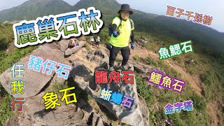 鹿巢石林 Hiking 梅子林＞石壟仔＞鹿巢石林＞魚鰓石＞鹿巢山＞鱷魚石＞金字塔石＞象石＞龍舟石＞蜥蜴石＞豬仔石＞百子千孫樹＞富安花園