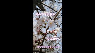 🌸🍑【のんびり】桜の下をお散歩🌸Take a walk under the cherry blossoms🌸桜のおやつ♪《sakura》Japan