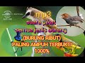 SUARA BURUNG RIBUT DI JAMIN AMPUH DAN TERBUKTI 1000% UNTUK PIKAT #pikatburung