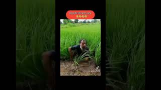 #trendingvideo #comedy #চাচার বিচি ফেটে গেছে🤣😁