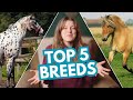 MY TOP 5 FAVORITE HORSE BREEDS (and why)