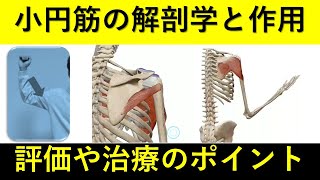 肩関節周囲炎に関係する小円筋の解剖と整形外科学的テストと評価治療について解説します！