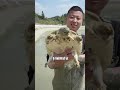 花68塊錢壹斤包下壹個養了八年的老甲魚塘，大家說值不值？ 抓魚vlog 農村生活 戶外 我要上熱門