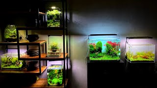 All Of My Aquascapes!! Full Aquarium Room Tour  Aquascaping ideas