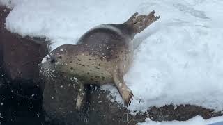 雪で遊ぶゴマフアザラシ　冬の旭山動物園 / Spotted Seal in Asahiyama Zoo.