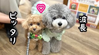 犬嫌い同士でも波長が合えばこんなにベッタリなんです♪【トイプードルのコロン】