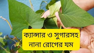 কিভাবে ক্যান্সার এবং সুগারের যম এই শাক নিজেই সহজে জমি ছাড়া লাগিয়ে খেতে পারেন ।