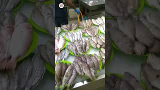 বিদেশে মাছের দাম সস্তা। এক প্লেট ৫ টাকা। #fish #fishcooking #food #elishfish #5rm