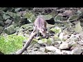 屋久島の森の中の屋久シカ　 yaku deer in yakushima forest part1