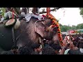 രാമ രാജാവിന്റെ മാസ് എൻട്രി തൂതപ്പുരും thechikottukavu ramachandranelephantmassentry രാമൻ raman