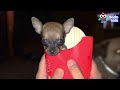 Little Dog With No Front Legs Gets The Tiniest Set of Wheels  Animal Videos For Kids  Dodo Kids