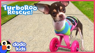Little Dog With No Front Legs Gets The Tiniest Set of Wheels | Animal Videos For Kids | Dodo Kids