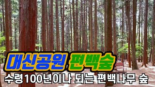 [부산 가볼만한곳 #10] 힐링이 필요해 떠난 부산여행, 대신공원 편백나무 숲을 추천해요.