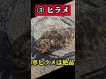 【30秒釣り雑学】冬に釣れる美味い魚４選　 釣り おかっぱり 解説