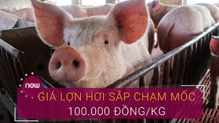 Giá lợn hơi sắp chạm ngưỡng 100.000 đồng/kg | VTC Now