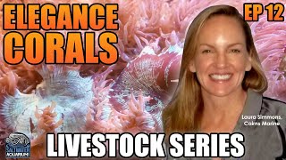 Why Do ELEGANCE CORALS Struggle? A Discussion With Laura Simmons - Livestock Series