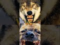 HYENA VS WOLF,CARACAL(TOP DANGEROUS ANIMAL)