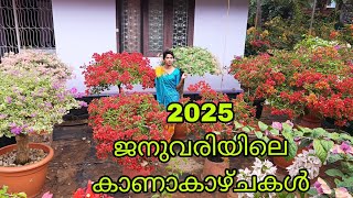 New year blooming Thailand bougainvilla 2025 January