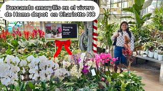 Vamos al vivero buscando Amaryllis, noche buenas  y mas plantas hermosas