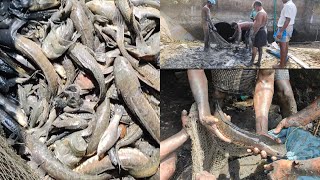 அடேங்கப்பா இவ்வளவு விரால் மீனா எதிர்பார்க்கவே இல்லை! unbelievable fishing video