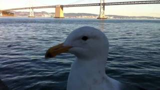 Friendly seagull