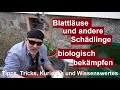 ✅Blattläuse und andere Schädlinge natürlich ohne Chemie mit Brennnesselsud bekämpfen/losewerden