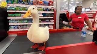 I took my duck to Target 🛒🦆