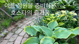 여름 정원을 시원하게 만들어주는 호스타 식물_이오의 채색