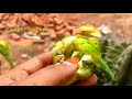 అరుదుగా కనిపించే కాక్టస్ మొక్కలు rare cactus plants blooming