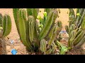 అరుదుగా కనిపించే కాక్టస్ మొక్కలు rare cactus plants blooming