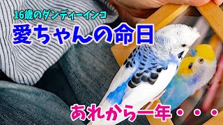 16歳のダンディーインコ愛ちゃんの命日（セキセイインコの銀時じょじょじょ♪日記）