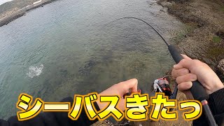 【大島】シーバス釣れましたw