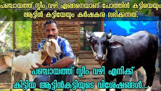 പഞ്ചായത്ത് സ്കീം വഴി ആടിനെയും പോത്തിനെയും കിട്ടുന്ന വിധം. എനിക്ക്  കിട്ടിയ ആടിന്റെ വിശേഷങ്ങൾ RG Farm